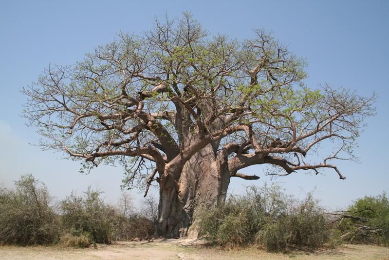 Affenbrotbäume sind vielleicht die charakteristischsten Bäume des tropischen Afrikas. Sie werden vielfältig genutzt und können ein Alter von etwa 1000 Jahren erreichen.