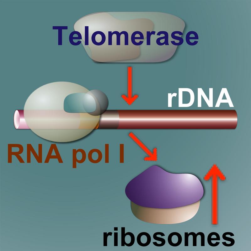 Das Enzym Telomerase hat offenbar mehr Funktionen als gedacht