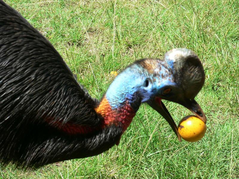 Der Einlappenkasuar Casuarius unappendiculatus ist der größte Vogel in Neuguinea und der primäre Samenverbreiter. 