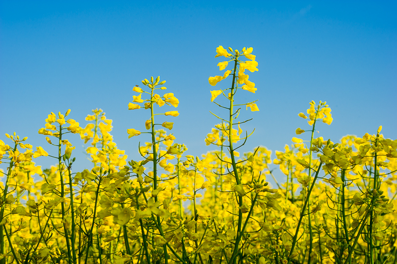 Brassinosteroide sind Wachstumshormone, die in allen Pflanzen vorkommen. Erstmals wurden die Steroidhormone 1979 aus Raps (Brassica napus) isoliert - daher leitet sich auch ihr Name ab.