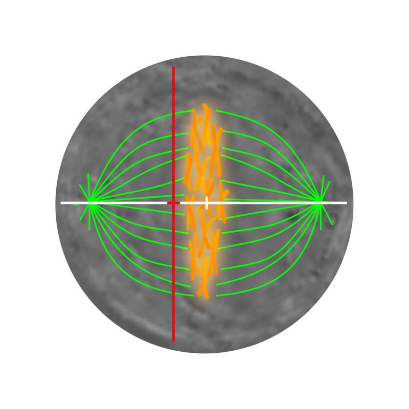 Schema der Spindel vor dem Mikroskopiebild einer sich teilenden Zelle (grau). Chromatiden sind gelb-orange, Mikrotubuli grün, die Spindelachse weiß und eine der vertikalen Achsen rot dargestellt.