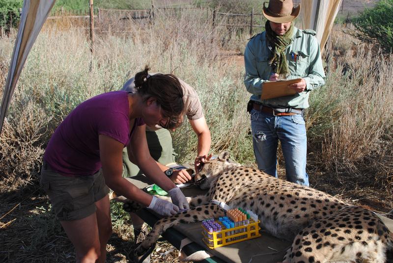 Blutabnahme an einem frei lebenden Gepard auf namibischem Farmland für stabile Isotopenmessungen.