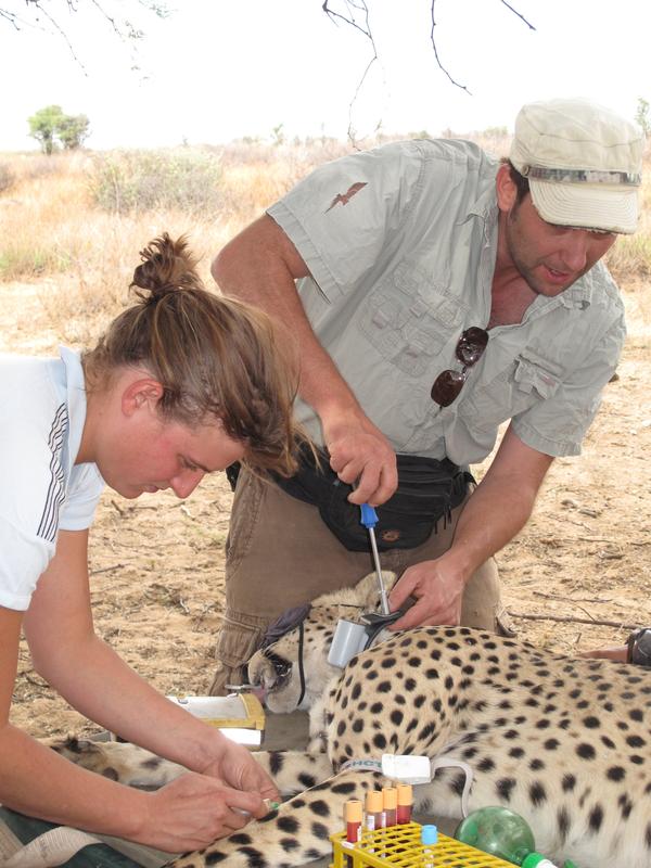 Blutabnahme an einem frei lebenden Gepard auf namibischem Farmland und Anbringung eines GPS-Halsbandes am Tier. 