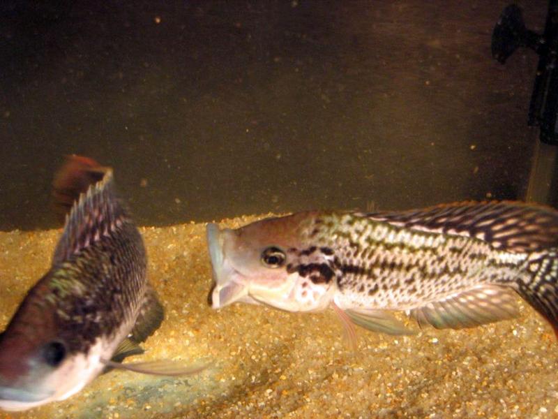 Rival male Mozambique tilapias (Oreochromis mossambicus) in an aquarium: The dominant male (right) defends the nest, an excavation in the sand he made with his mouth. 