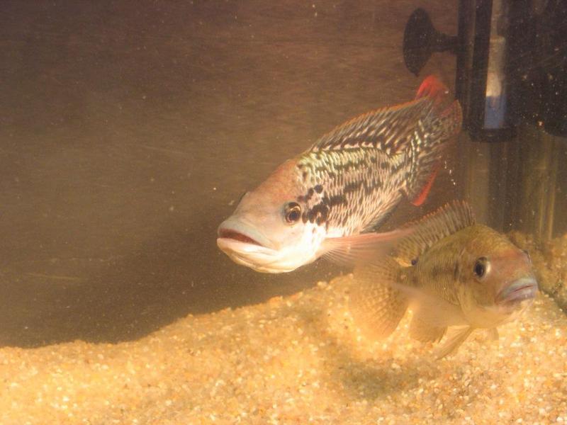 Two Mozambique tilapias (Oreochromis mossambicus): a dominant male (above) and a female (below).