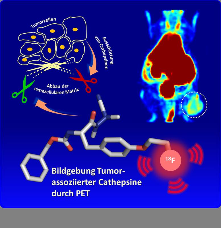 3D-Modell eines mit Fluor-18 markierten Azadipeptidnitrils – eine chemische Verbindung, die in der Lage ist, an krebsrelevante Enzyme zu binden und diese damit sichtbar zu machen. 