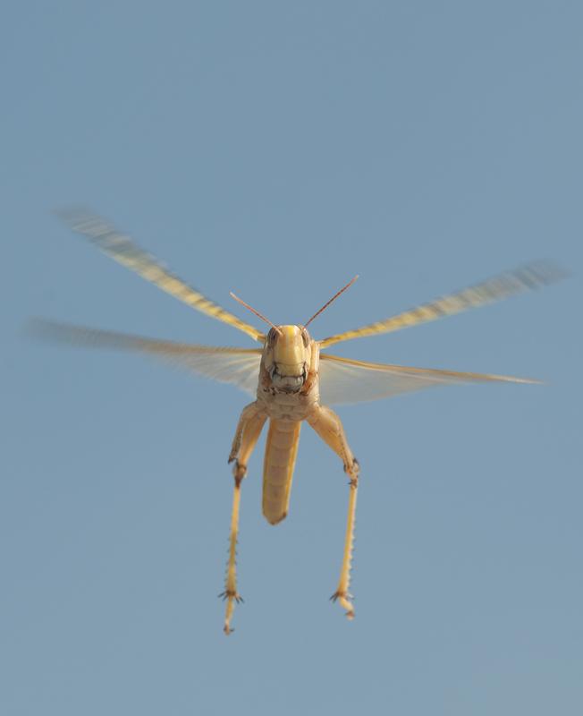 Die Sonne weist den Weg: Heuschrecke im Flug. 