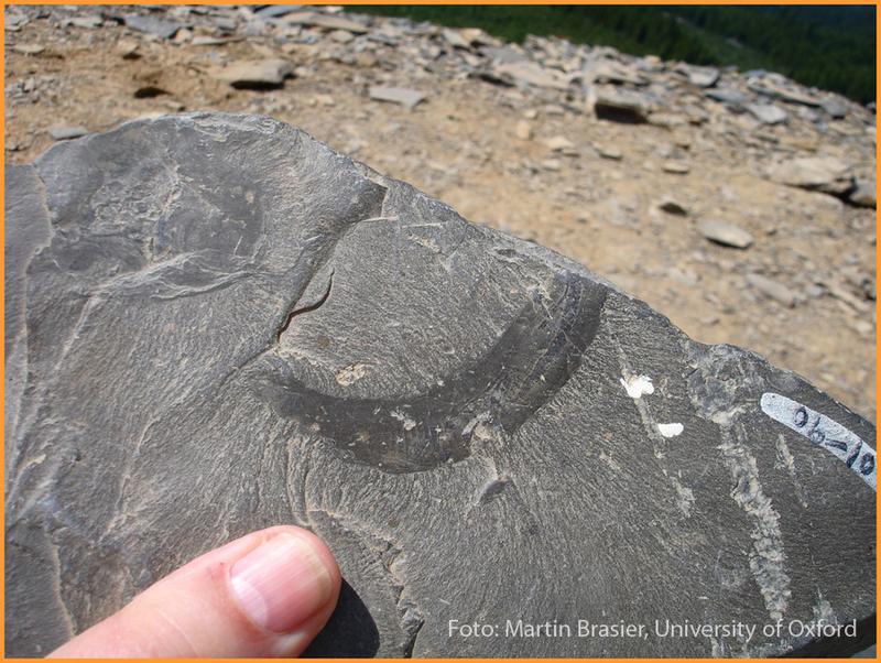 Fossil eines Priapoliden-Wurms Ottoia, gefunden im Burgess Schiefer des kanadischen Yoho-Nationalparks. 