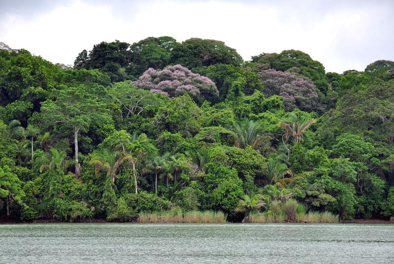 A diverse, lowland tropical forest in the Panama Canal. On Barro Colorado Island this rain forest hosts more than 300 tree and shrub species. 