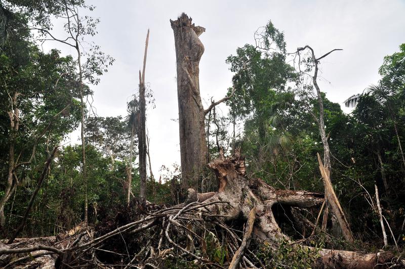 Remnants of BCI's famous Big Tree. This kapok tree (Ceiba pentandra) had a crown averaging 60 m in diameter. It was the largest crown known on the planet for a tree with a single stem.