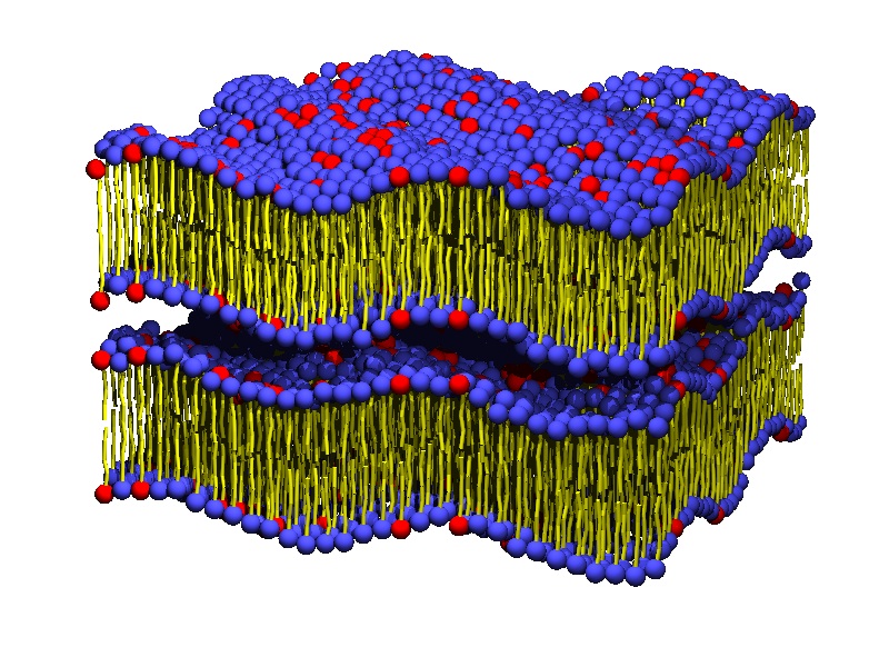 Anregung eines Stapels von Lipidmembranen durch Ultraschall führt zu kollektiven Schwingungen, die durch zeitaufgelöste Röntgenbeugung präzise vermessen werden können. 