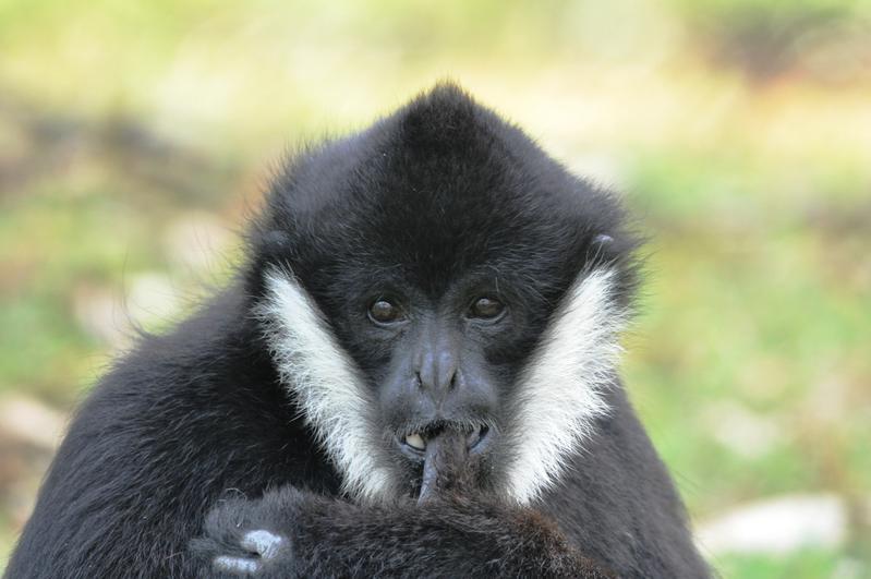 Männlicher Nördlicher Weißwangen-Schopfgibbon (Nomascus leucogenys) 