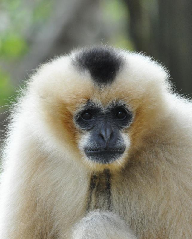 Weiblicher Nördlicher Weißwangen-Schopfgibbon (Nomascus leucogenys) 