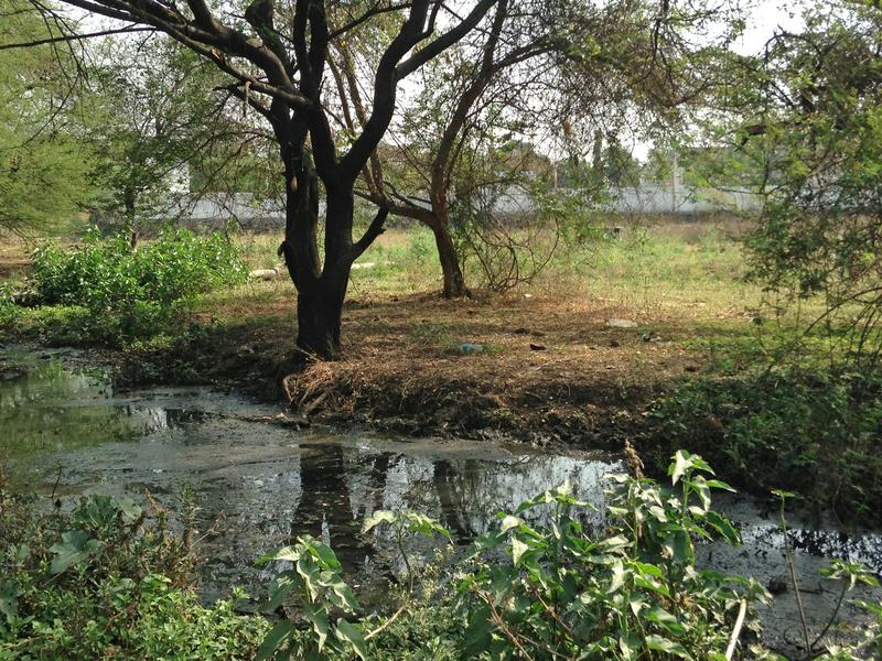 Site where the pilot SRC installation is being planted. Currently raw sewage flows through the plot, a threat for the environment and local inhabitants. 