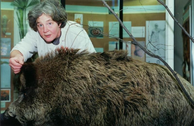 Ganz schön borstig: Gerta Puchert, Mitarbeiterin im Phyletischen Museum, legt an das Fell des ausgestellten Ebers letzte Hand an. Foto: Hirsch