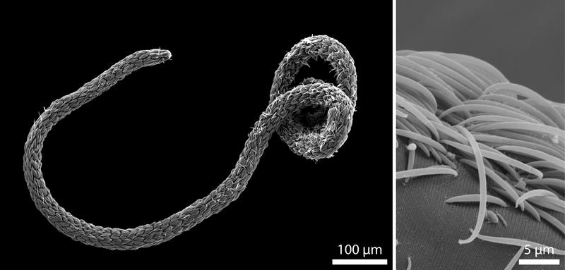 Abb.1: Mikroskopische Aufnahme eines Eubostrichus fertilis Wurms (links). Die sichelförmigen bakteriellen Zellen sind auf seiner Oberfläche wie Schichten einer Zwiebel angeordnet (rechts).