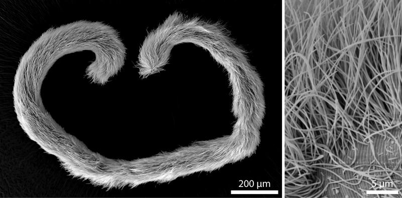 Abb. 2: Mikroskopische Aufnahme eines Eubostrichus dianeae Wurms (links). Sein Fell besteht aus fadenförmigen bakteriellen Zellen; jede Zelle ist nur mit einen Ende auf der Wurm-Oberfläche befestigt.