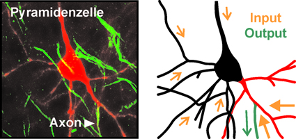 Eine Nervenzelle, bei der das Axon an einem Dendriten entspringt. Signale an diesem Dendriten werden effizienter an das Axon weitergeleitet als Eingänge an allen anderen Fortsätzen. 