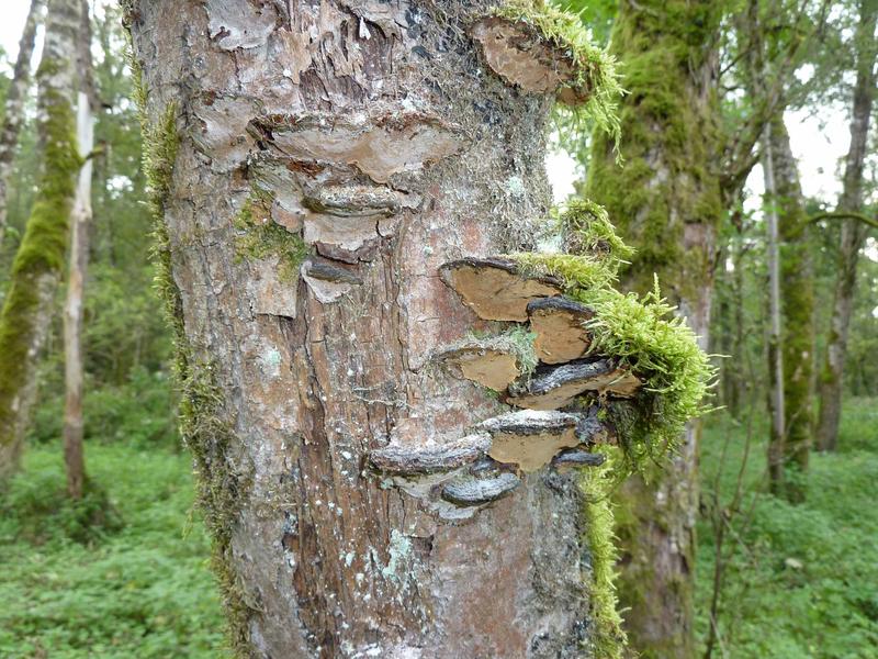 Die Pilze, die der Zwergkäfer zum Leben braucht, wachsen in Bayerns letzten Urwäldern. 