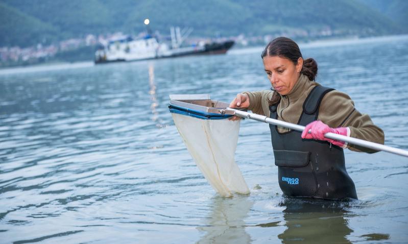 Die Biologin Claudia Nagy vom der Rumänischen Wasserbehörde nimmt Proben im  Flachwasserbereich der Donau in der Nähe des Eisernen Tores. 
