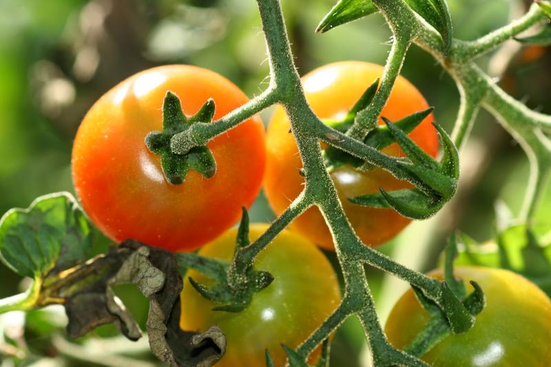 An Tomaten und Kartoffeln soll die Wirkung spezieller Nutzpilze als biologische Pflanzenschutzmittel untersucht werden, die auf die Pflanzen oder das Saatgut aufgebracht werden. 