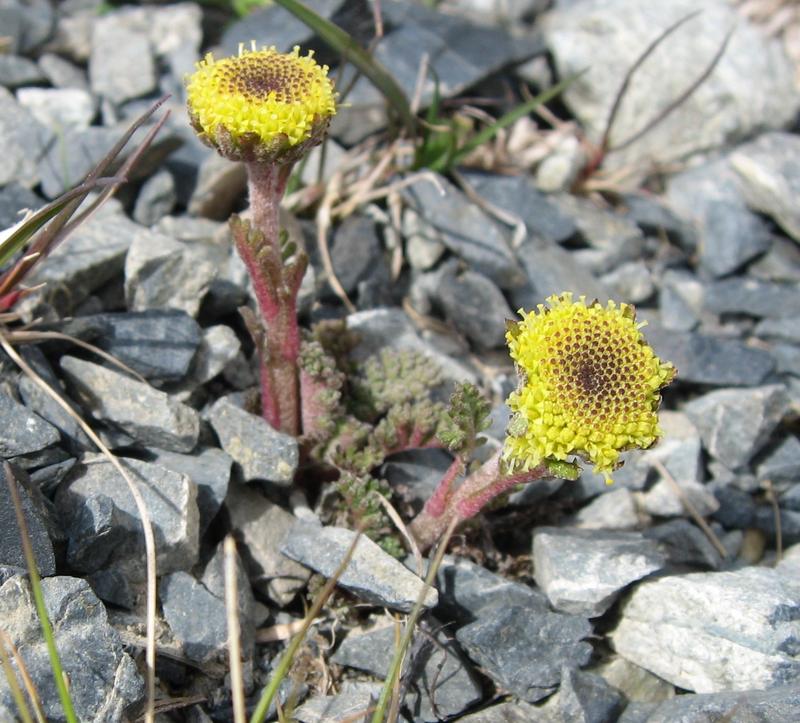 Leptinella dendyi bevorzugt Schotterstandorte in den Bergen der Südinsel Neuseelands und gehört zu den zwittrigen Ausgangsarten des Fiederpolster-Polyploidkomplexes.