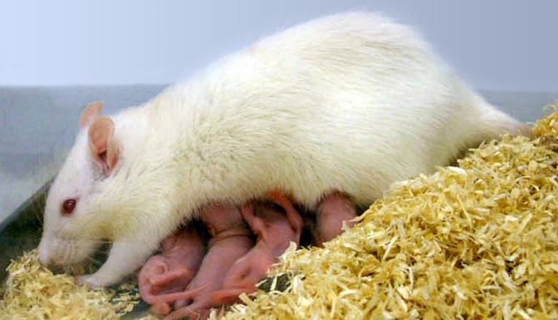 Eine Rattenmutter säugt ihren Nachwuchs