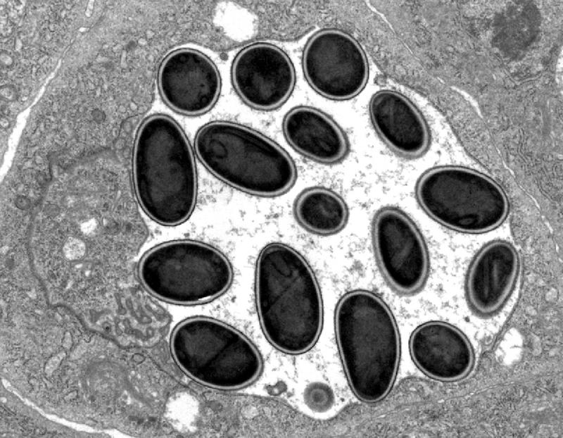 Electronmicroscopic picture of the spores of the newly discovered microsporidium M. daphniae. The spores measure around 2 micrometer in length.