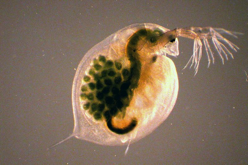 The water flea (Daphnia magna) serves as the host of the newly described parasite. The animal measures about 4mm in length.