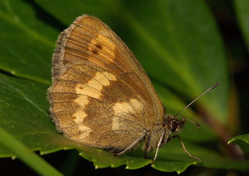 Bis jetzt noch in fast allen Gebirgen Europas zu finden: Der Schmetterling Erebia manto 