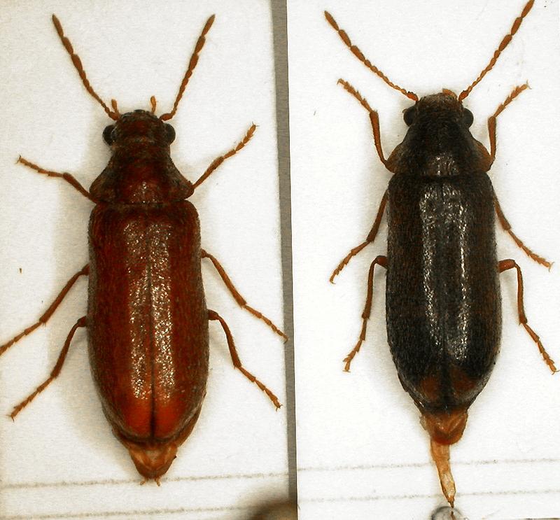 Ernobius Explanatus: rechts das Exemplar aus dem Wetterstein, links das aus Österreich