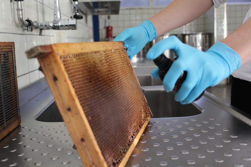 Varroa-Schutz durch Besprühen einer Bienenwabe mit Pheromonen