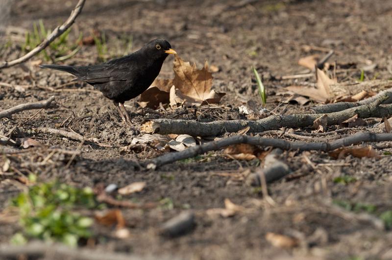 Künstliches Licht verlängert die Nahrungsaufnahme bei Amseln. Vögel im Stadtzentrum sind deshalb nicht nur wesentlich früher, sondern auch länger aktiv als ihre Verwandten in dunkleren Stadtvierteln.