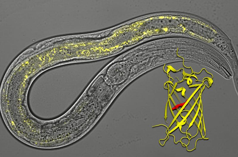 Das Foto zeigt einen Wurm, dessen Mitochondrien dank des Sensor-Farbstoffs gelb leuchten; hiervor gelegt ist das Strukturmodell des Farbstoffs. 