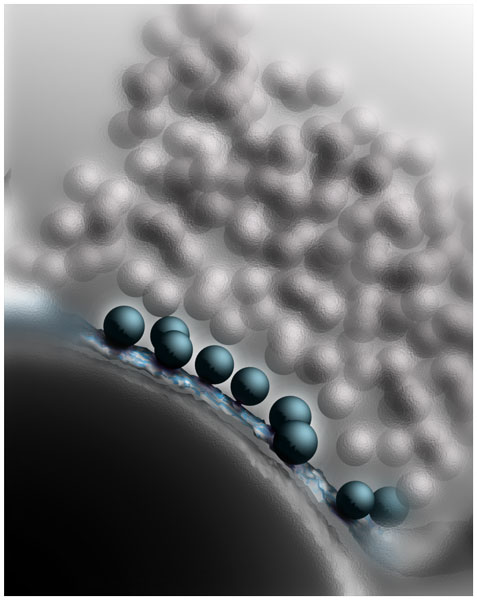 Dreidimensionale Rekonstruktion einer Synapse im Mausgehirn. Akut freisetzbare, fusionsfähige synaptische Vesikel (blau) sind an der Zellmembran angedockt. 