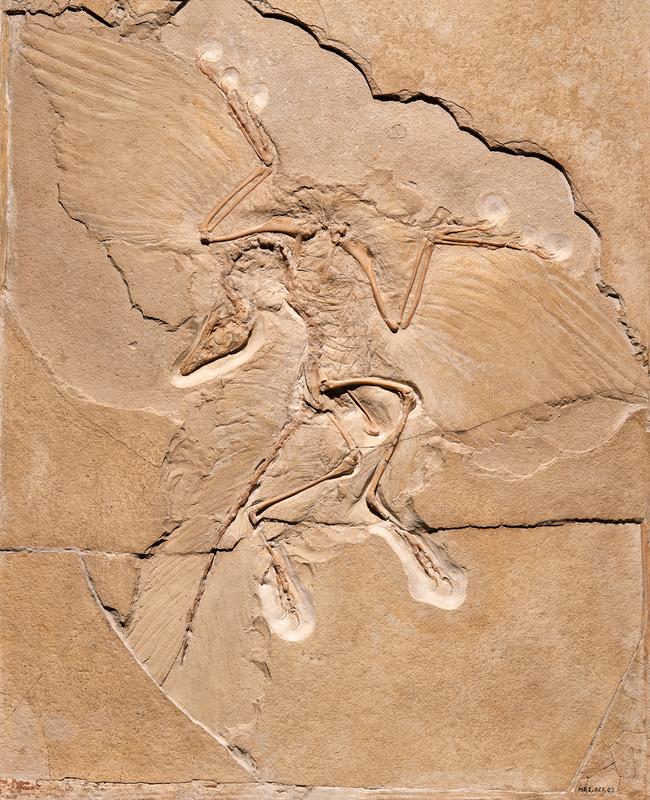 Das Berliner Exemplar des Urvogels (Archaeopteryx lithographica) gilt als das bekannteste Fossil der Welt.  Es ist etwa 150 Millionen Jahre alt und wurde in Kalksteinablagerungen in Bayern entdeckt.