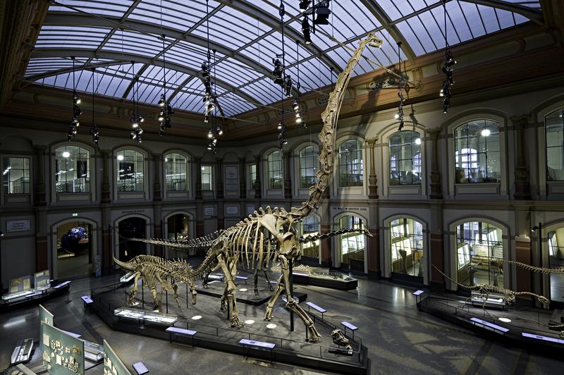Der Sauriersaal im Museum für Naturkunde mit dem berühmten Skelett des Brachiosaurus brancai, der mit 13,27 m das weltweit höchste, aufgestellte Saurierskelett ist.