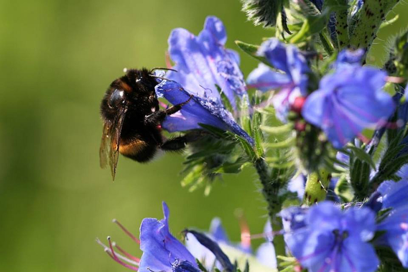 Hummel am Natternkopf. 