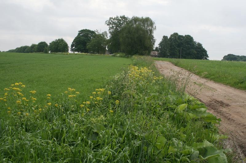Agrarlandschaft in Estland mit blühenden Ackerrandstreifen.