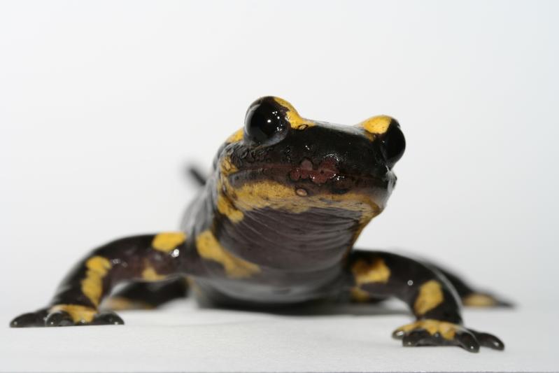 Auch der Feuersalamander ist von der Pilzkrankheit bedroht. 
