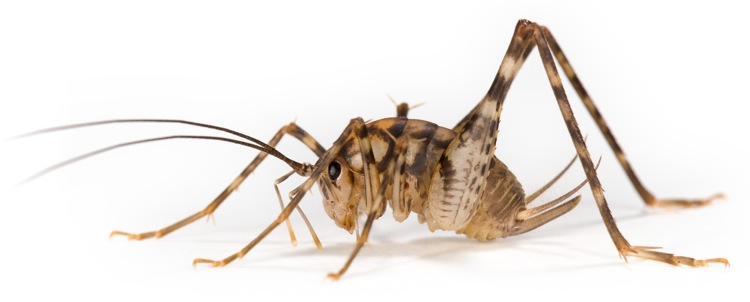 Schrecke (Diestrammena asynamora)