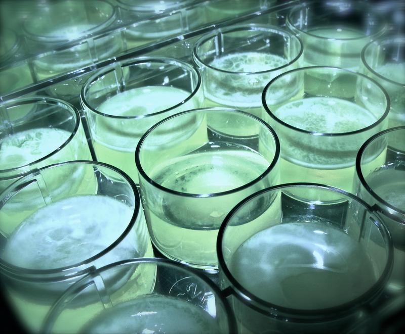 In solchen Kulturschalen mit verschiedenen Linien von Pseudomonas fluorescens haben Forscher die Entstehung einfacher fortpflanzungsfähiger Zellverbände aus Einzelzellen beobachtet. 