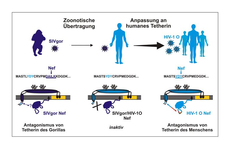 Schematische Darstellung der Anpassungsstrategien des HI-Virus