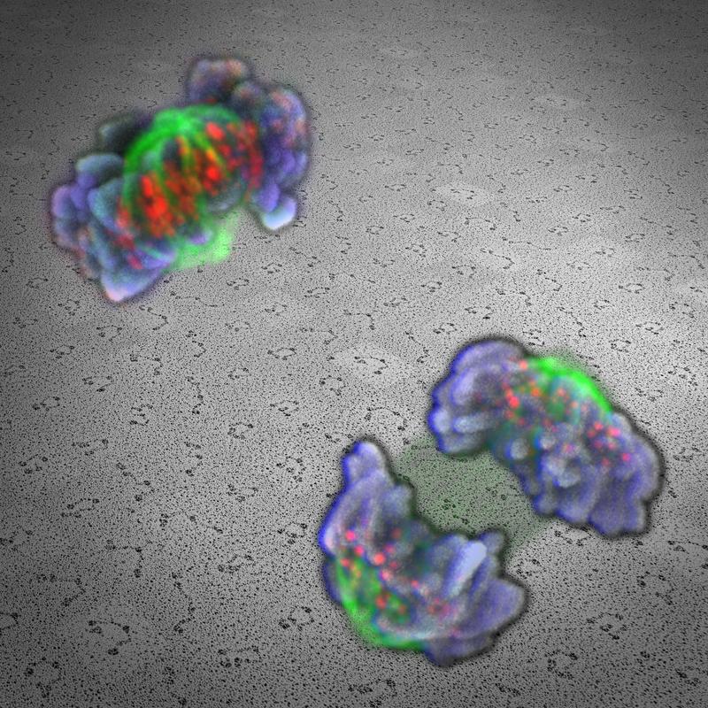 Mitotic cells with microtubules (green), centromeric regions (red), and chromosomes (blue). Background: cleaved cohesion molecules visualized by electron microscopy     