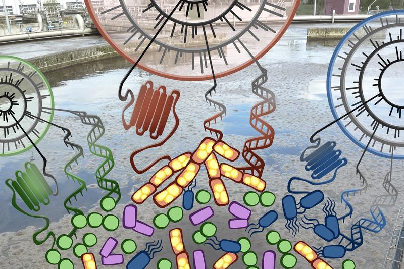 The LCSB researchers analyzed the genetic material of the different bacteria living in waste water treatment plant.