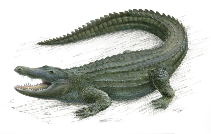Ein Großcousin des Pinguins: Der Missisippi-Alligator gehörte zu den in die Studie einbezogenen Tieren 