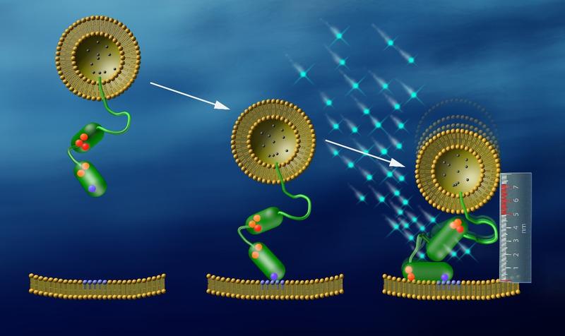 Mithilfe von Fluoreszenzsignalen und einem Nanolineal aus DNA konnten Peter J. Walla und seine Mitarbeiter genau beobachten, wie Synaptotagmin (grün) Vesikel an die Membran bindet. 