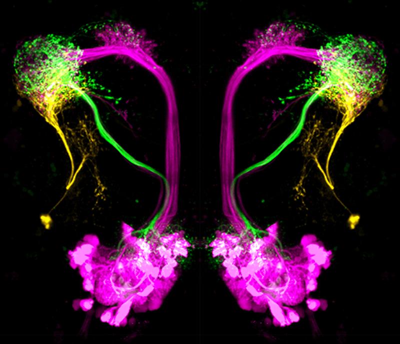 Neuronentypen im lateralen Horn von Drosophila melanogaster: Hemmende Projektionsneurone (grün) reagieren auf attraktive, übergeordnete Neurone des lateralen Horns (orange) auf abstoßende Düfte.