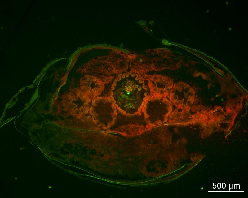 Fluoreszenzmikroskopische Aufnahme Querschnitt der Verdauungsorgane von I. emarginata. Der Darm (Mitte) enthält ein leuchtendes Mikroplastik-Partikel.