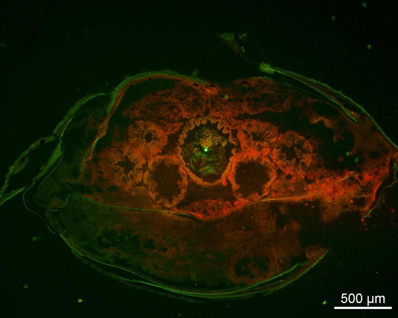 Fluorescence image: Transversal slice through the gut of Idotea emarginata with a microplastic particle (centre) and the midgut gland tubules void of microplastics.